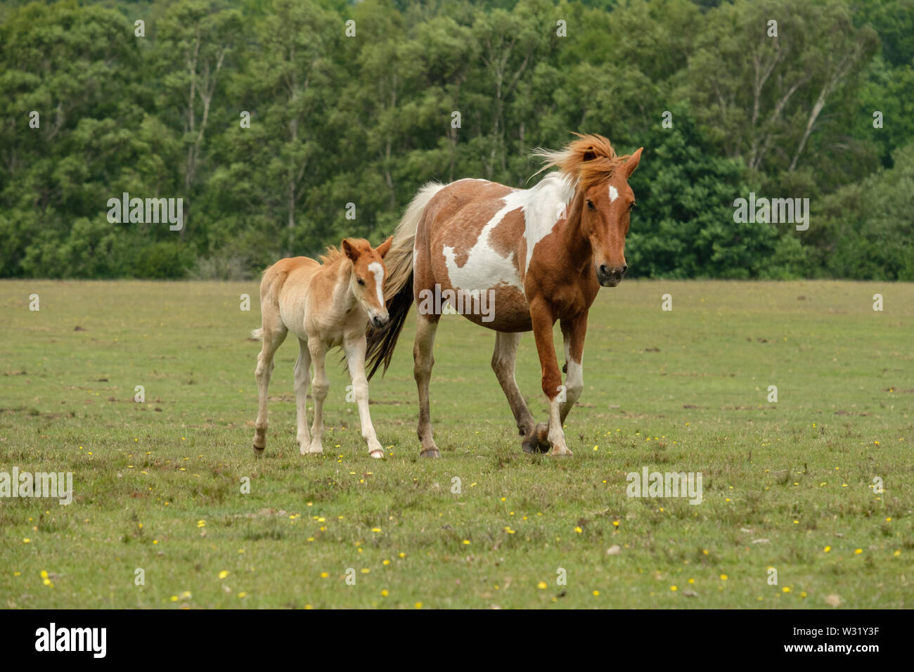 New Forest Pony e puledro a piedi la Nuova Foresta Hampshire England Regno Unito Foto Stock
