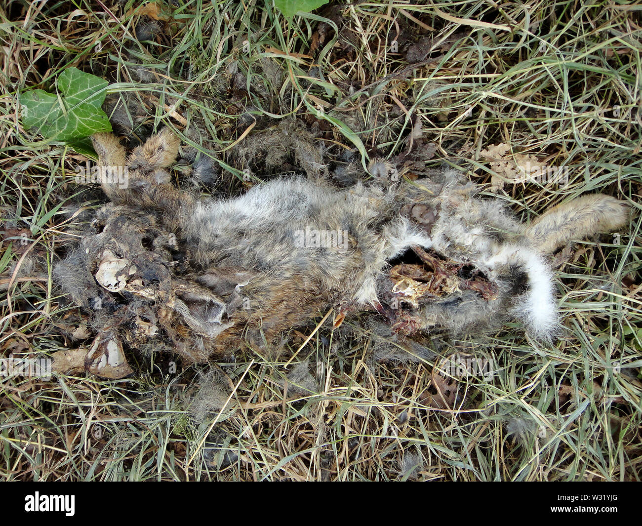 Coniglio morto macro sfondo arte in stampe di alta qualità prodotti Foto Stock