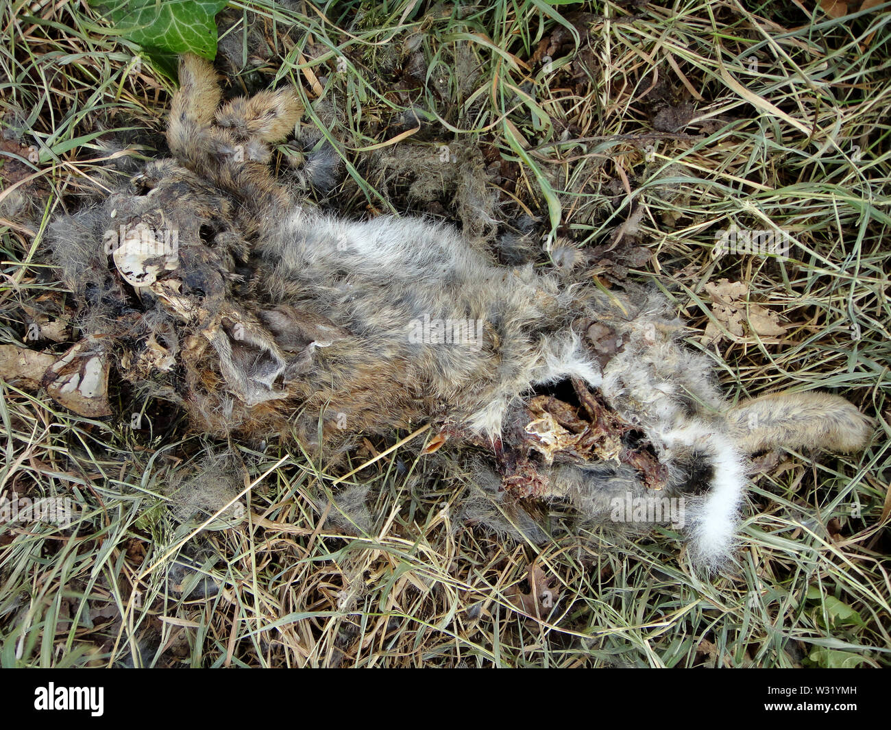 Coniglio morto macro sfondo arte in stampe di alta qualità prodotti Foto Stock