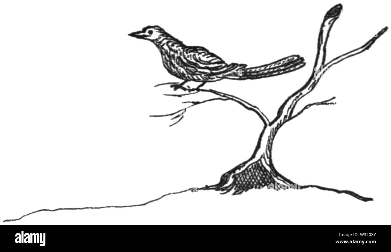 SMO V12 D313 Bird su un ramoscello Foto Stock