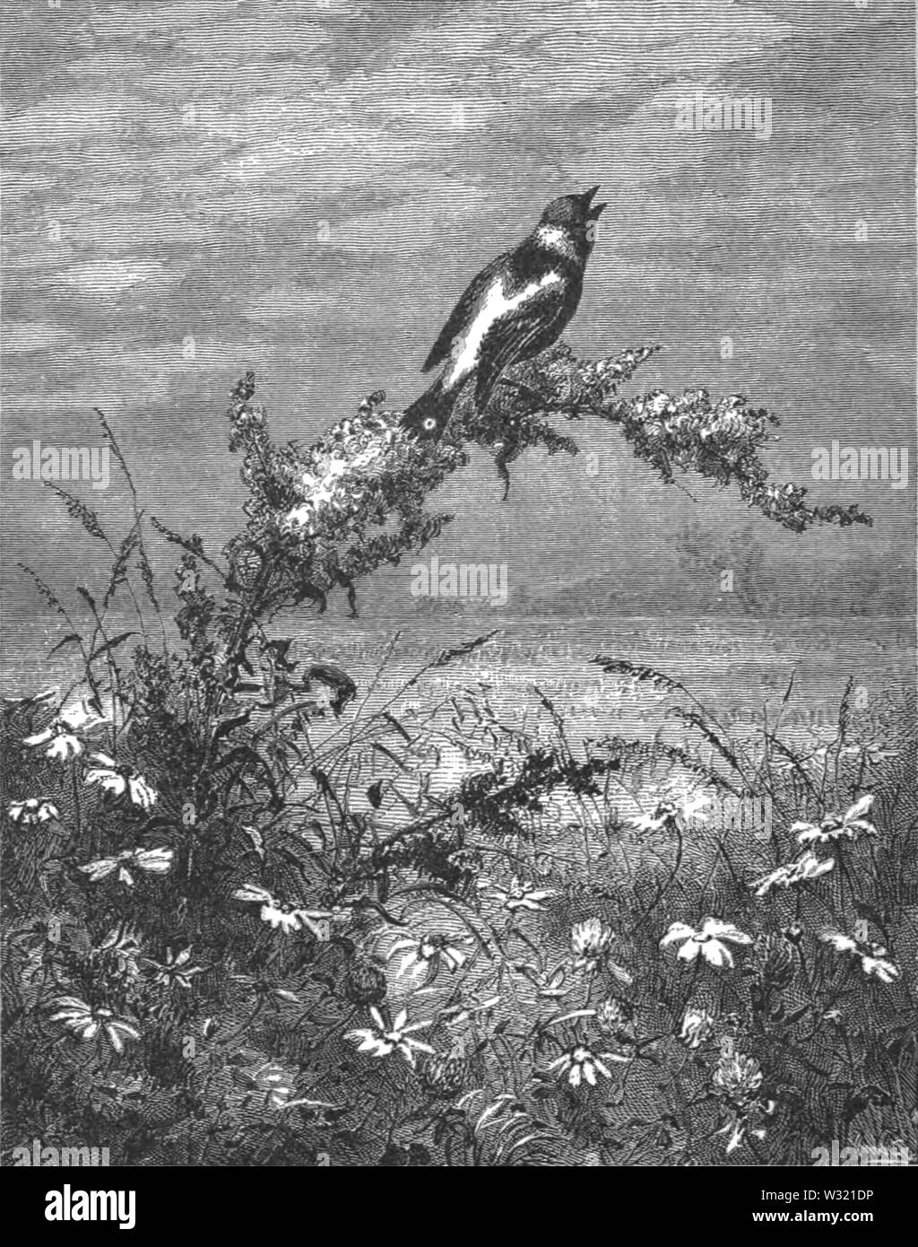 SMO V12 D494 Il bobolink Foto Stock