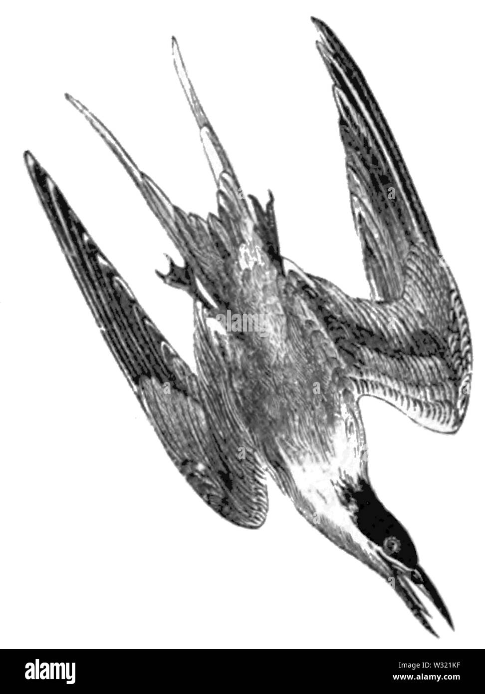 SMO V12 D696 Roseate-tern Foto Stock