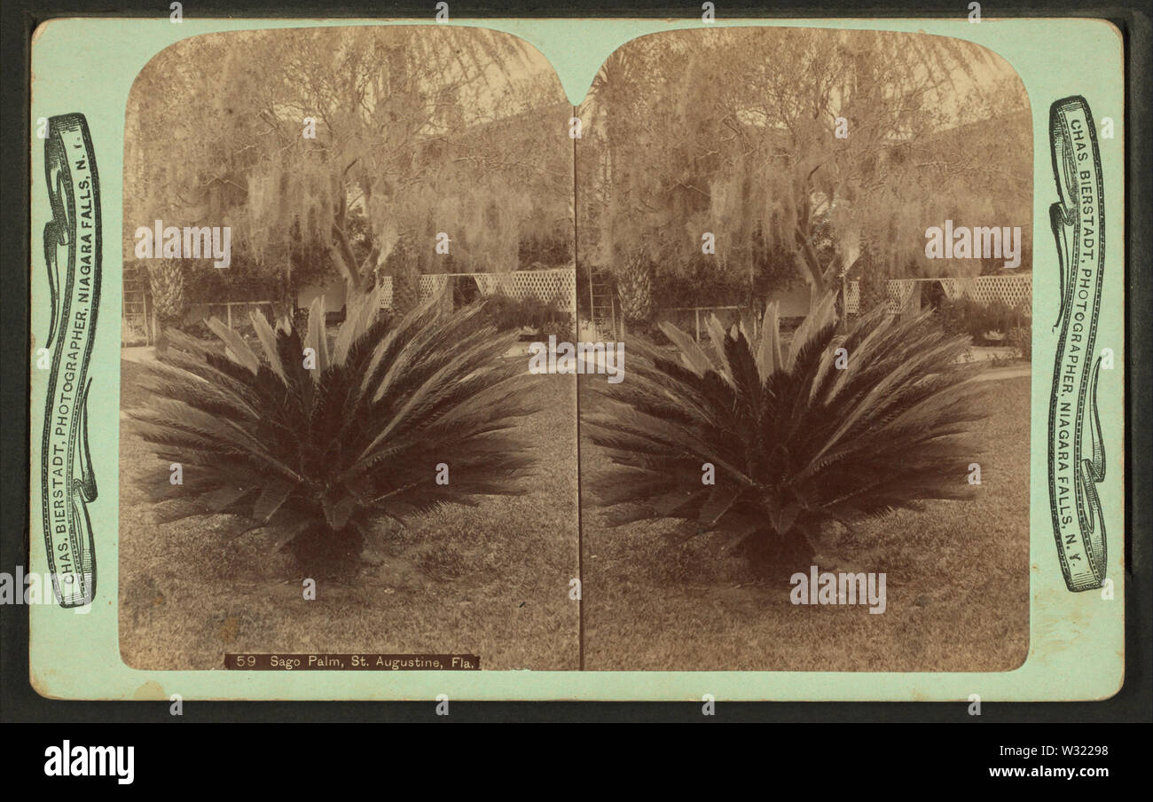 Il sago palm, StAugustine, Fla, da Robert N Dennis raccolta di vista stereoscopica Foto Stock