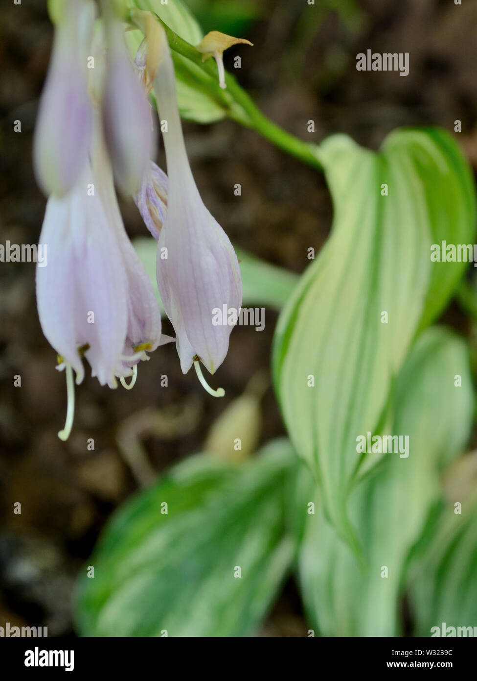 Bianco (hosta piantaggine lily) Foto Stock