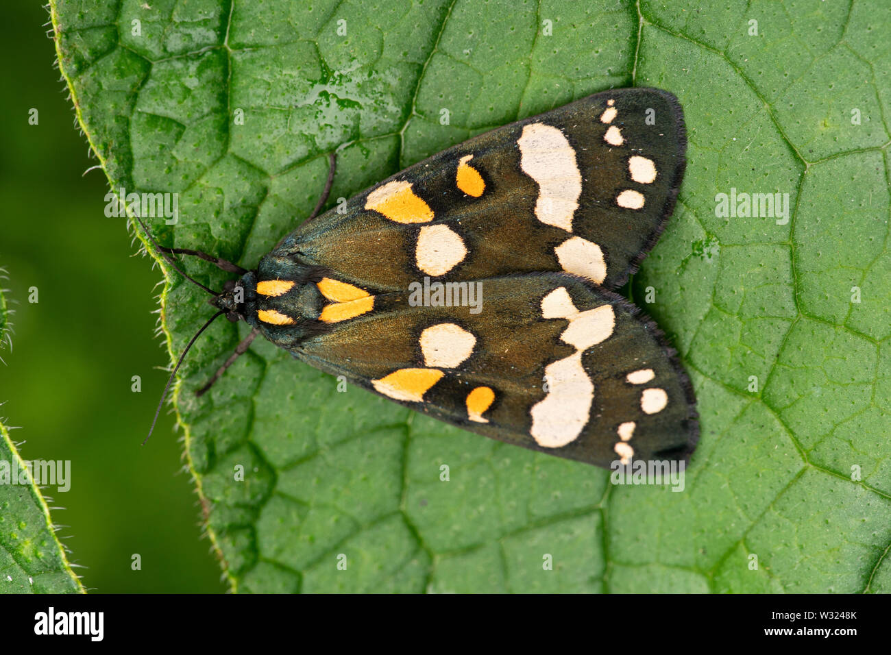 Scarlet tiger moth (Callimorpha dominula), Bedfordshire, England, Regno Unito 24 Giugno 2019 Foto Stock