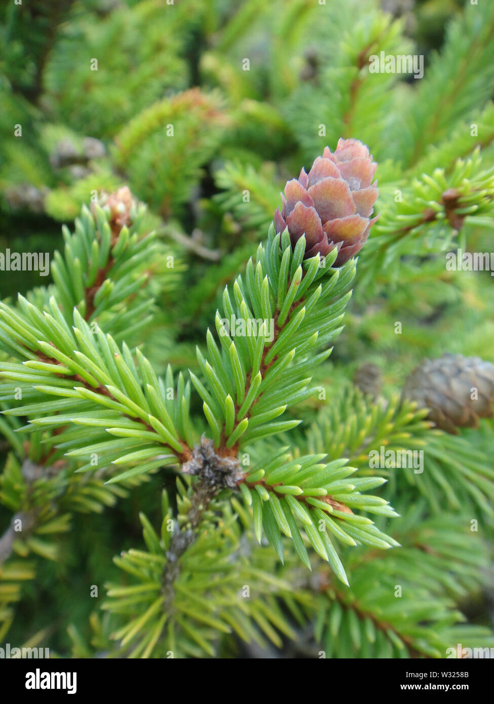 Pinus alberi da frutto macro sfondo arte in prodotti di alta qualità Foto Stock