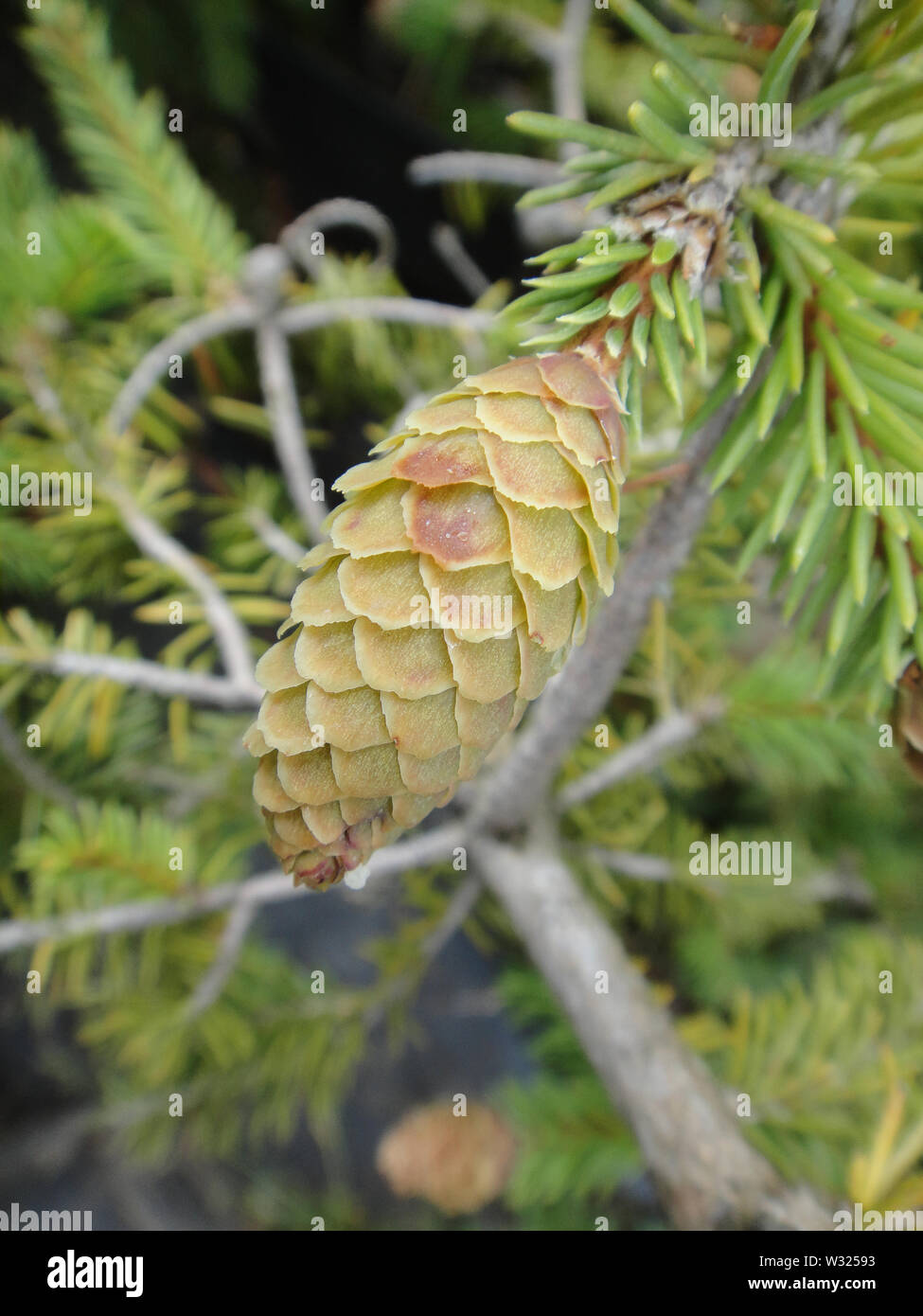 Pinus alberi da frutto macro sfondo arte in prodotti di alta qualità Foto Stock