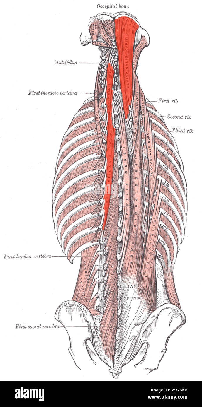 Semispinalis Foto Stock
