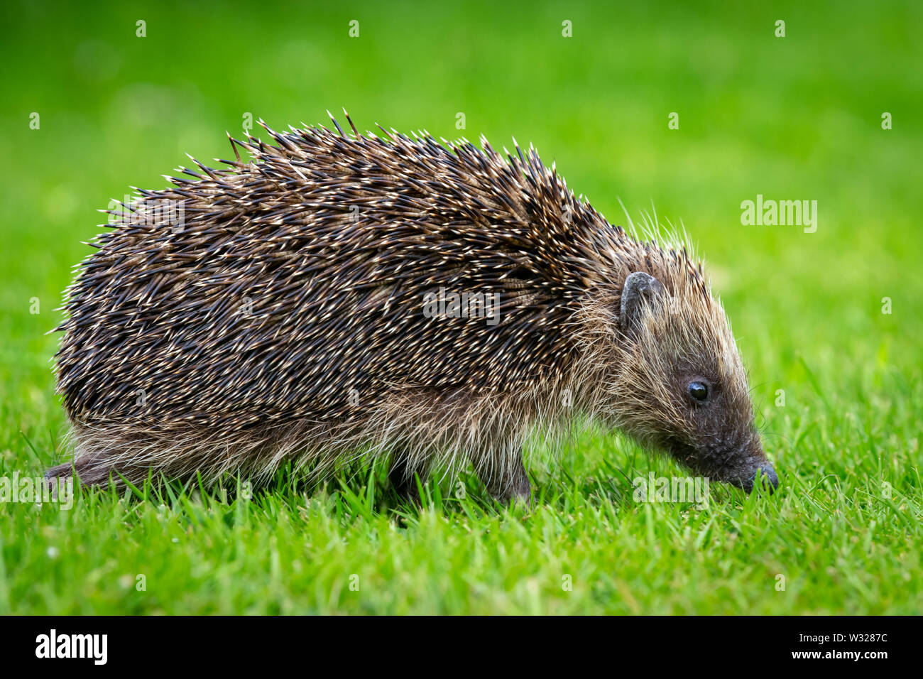 Riccio, (nome scientifico: Erinaceus europaeus) un selvatico, nativo, hedgehog europea nel giardino naturale habitat, rivolto verso destra. Close up. Paesaggio Foto Stock