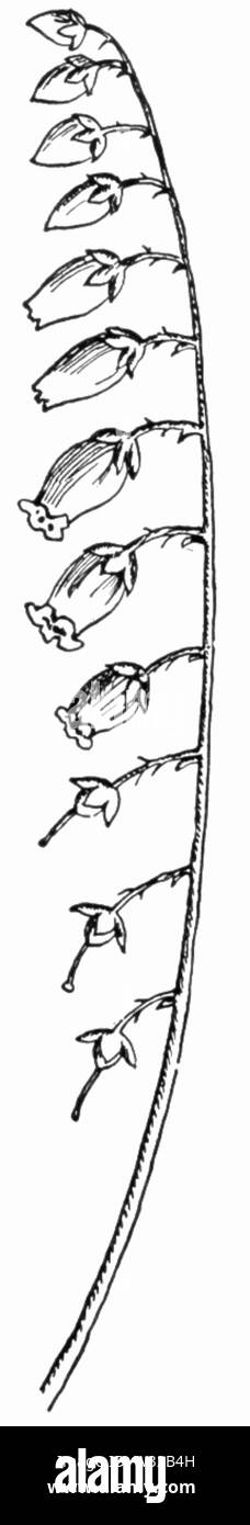 Sourwood racemo Keeler Foto Stock