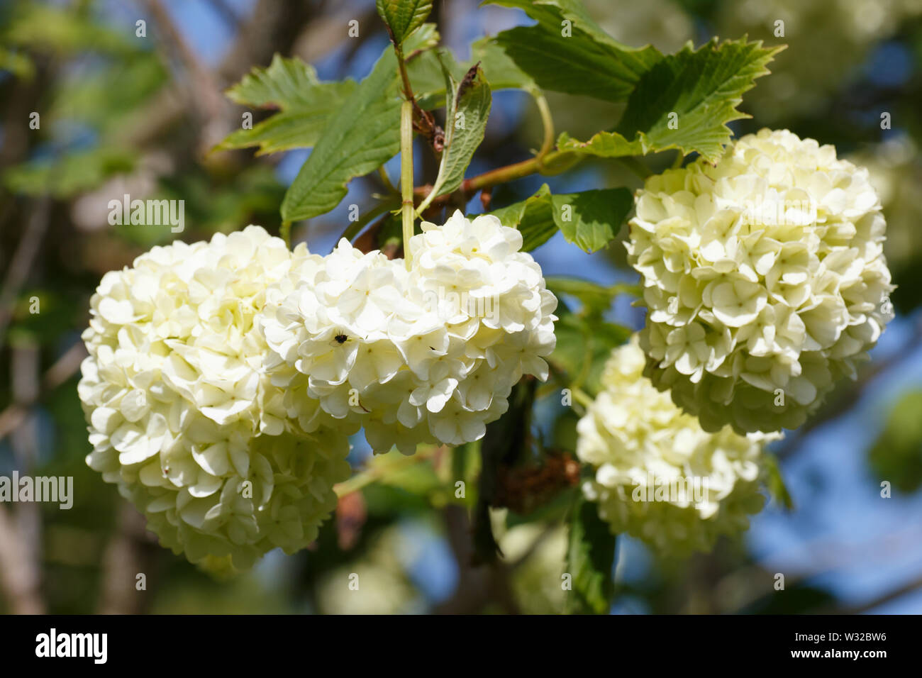 Fiori bianchi di viburno rose tree in un giardino durante la primavera Foto Stock