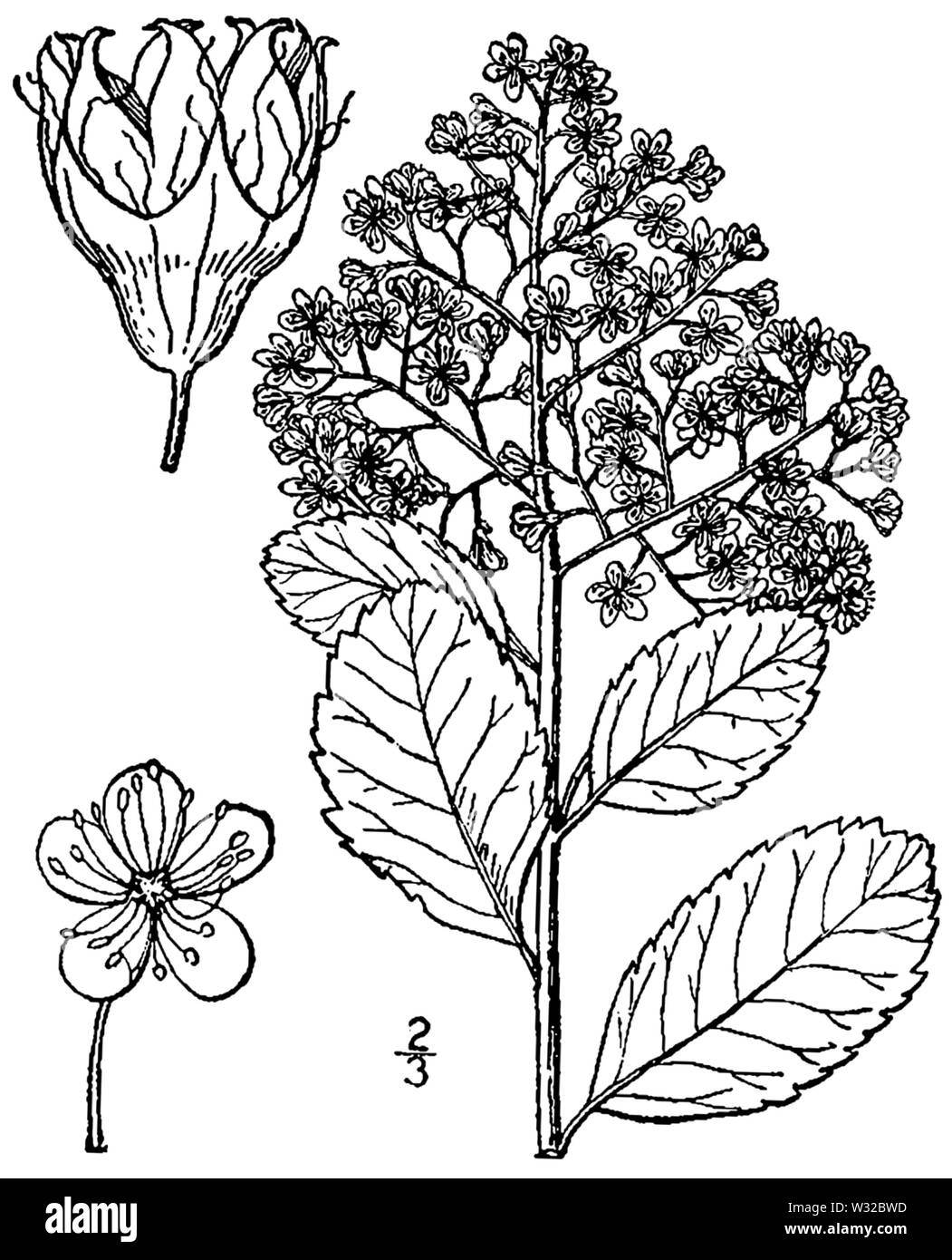 Spiraea alba var latifolia BB-1913 Foto Stock