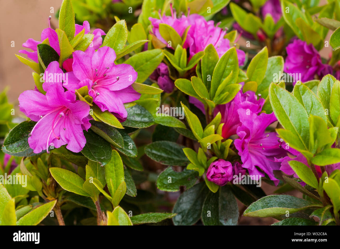 Rhododendron Azalea Geisha Lilla vista ravvicinata della luce fiori viola sulla pianta in piena fioritura bassa e compat evergreen a fioritura primaverile da maggio a giugno Foto Stock