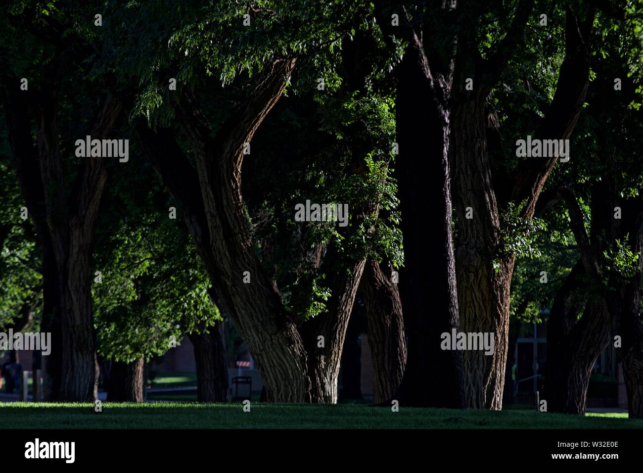 Shady Grove di vecchi alberi, West Texas A & M Campus, Canyon, Texas Foto Stock