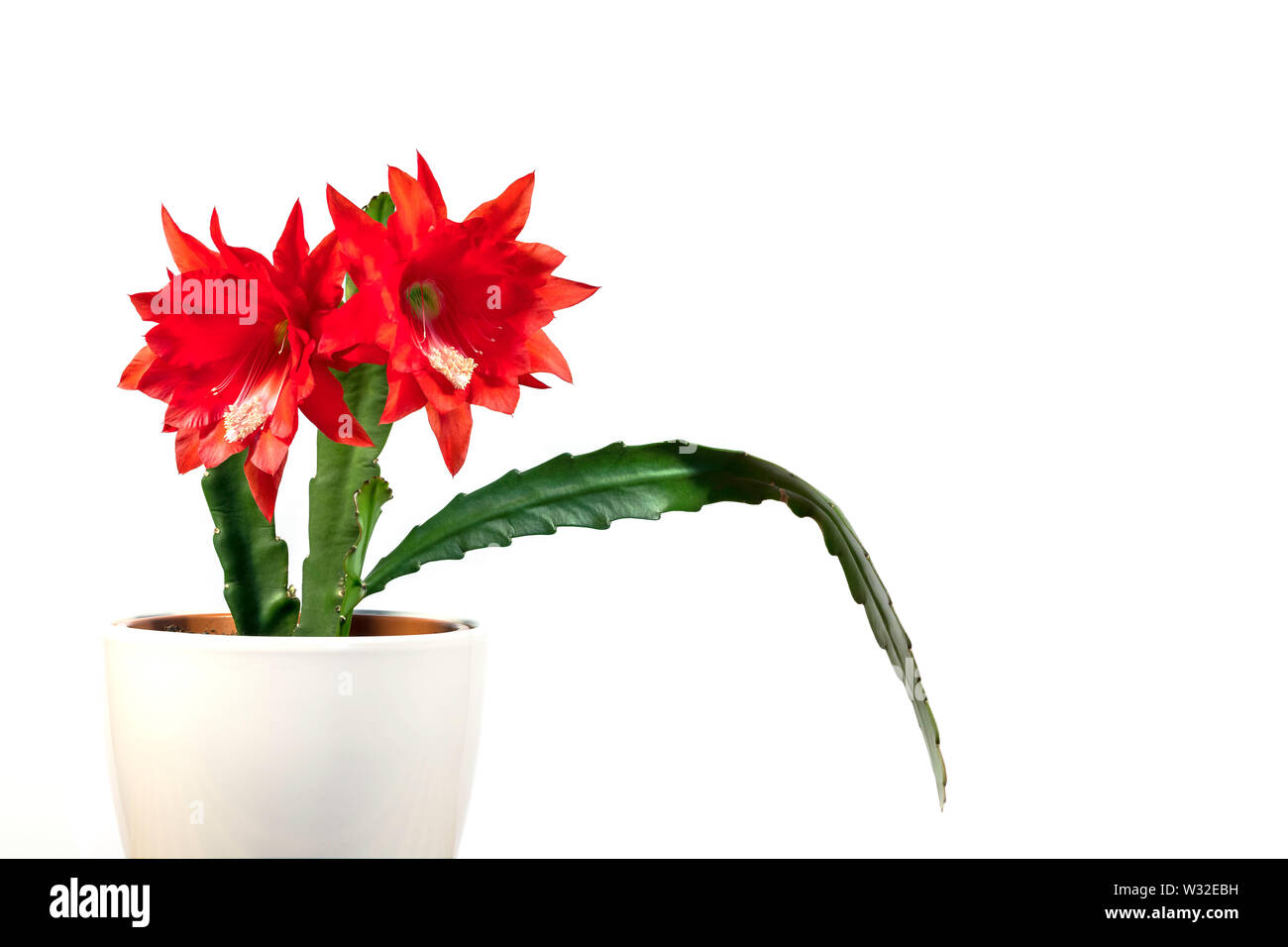 Cactus epiphyllum con due fiori rossi in vaso Foto Stock