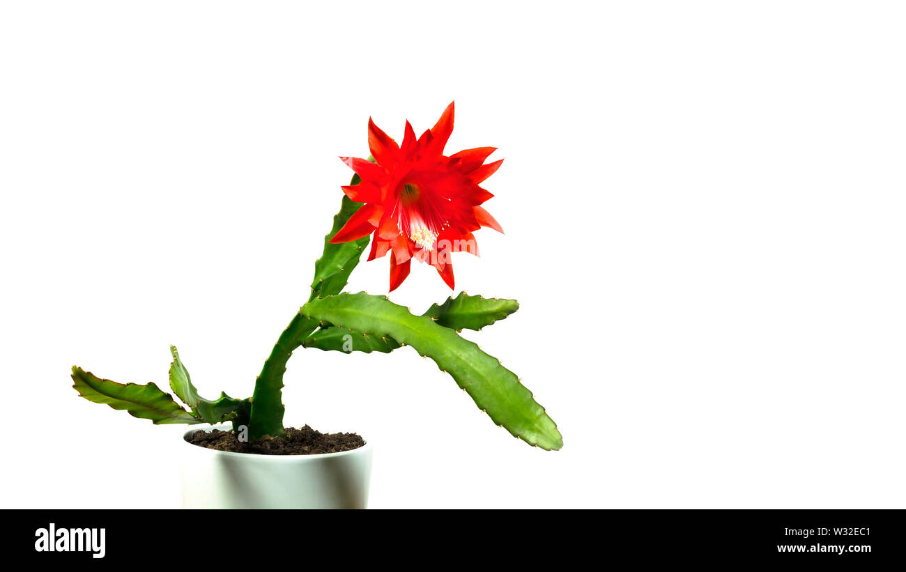 Cactus epiphyllum con fiore rosso in pentola Foto Stock
