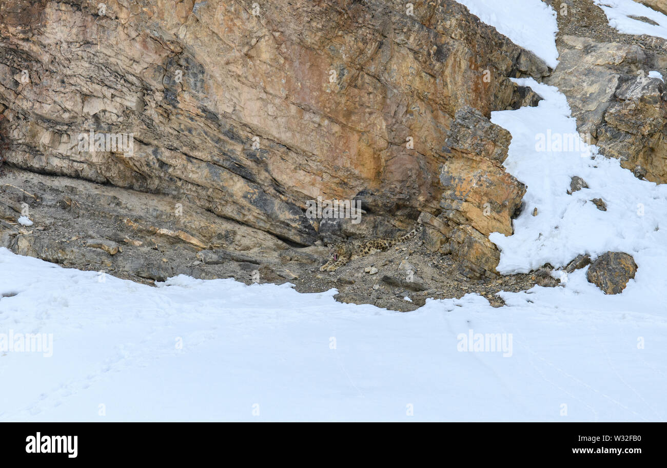 Gray fantasma di Himalaya (Snow Leopard), uccidere e mangiare un Ibex, altamente camoflaged nascondendo animale in montagna, in estreme condizioni climatiche Foto Stock