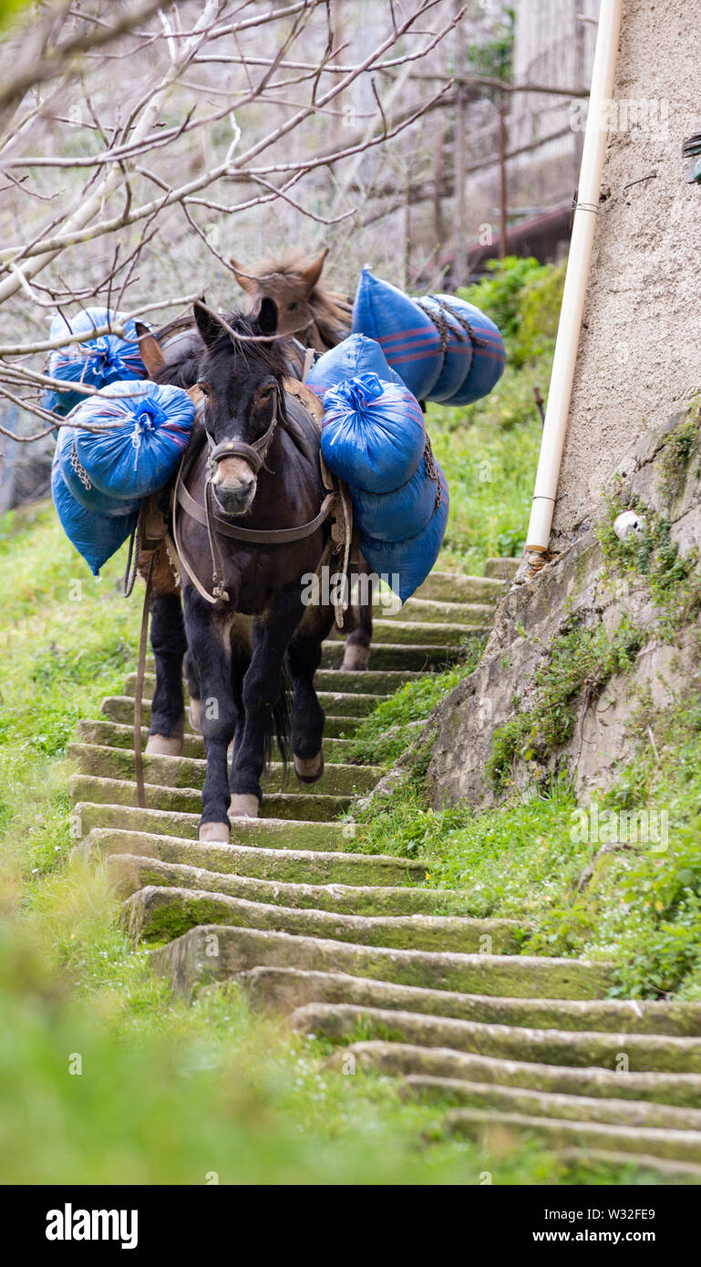 Un cavallo nero trasportare carichi pesanti giù per una scala a chiocciola in Amalfi paese indietro Foto Stock