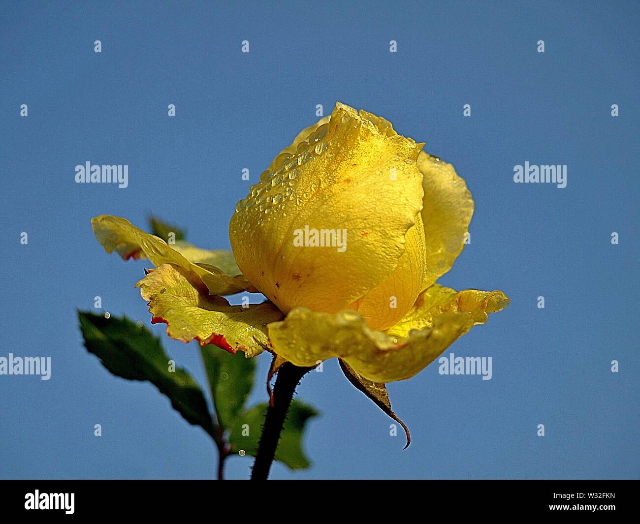 Macro di una rosa gialla nella parte anteriore del cielo blu Foto Stock