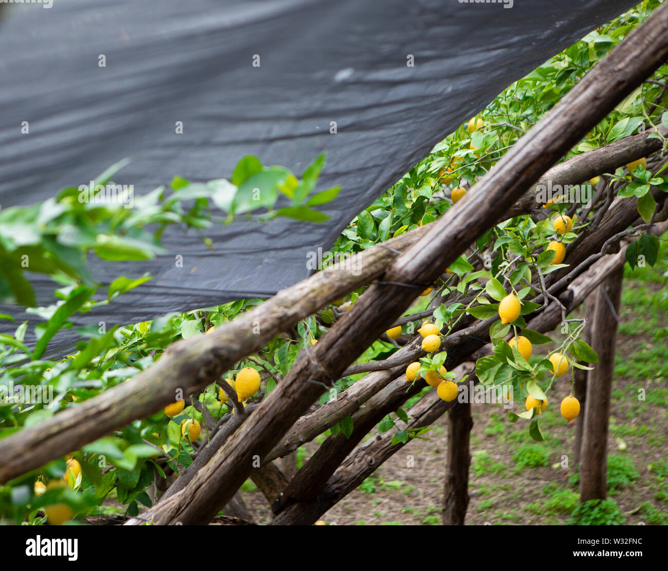 La piantagione di limone in Italia con un nero grandine net per la protezione Foto Stock