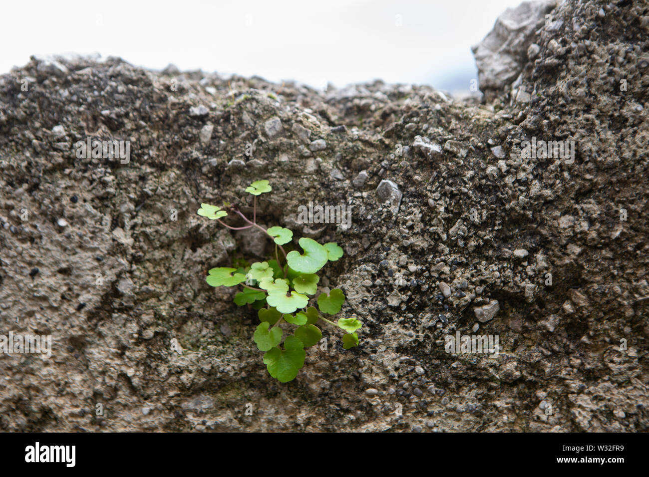La persistenza e il successo di frugale clover leaf spuntano fuori da una parete Foto Stock