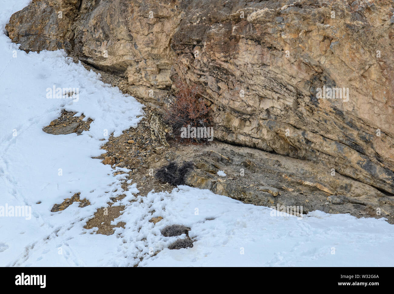 Gray fantasma di Himalaya (Snow Leopard), uccidere e mangiare un Ibex, altamente camoflaged nascondendo animale in montagna, in estreme condizioni climatiche Foto Stock