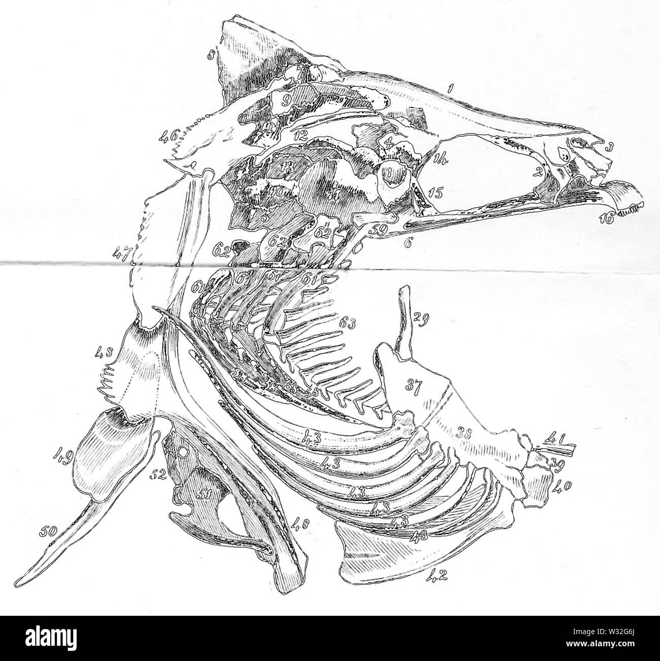 Studio di Fishes-Fig 25 Foto Stock