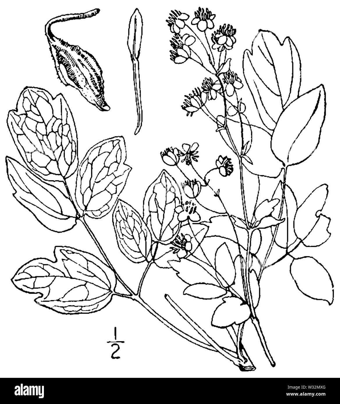 Thalictrum revolutum BB-1913 Foto Stock