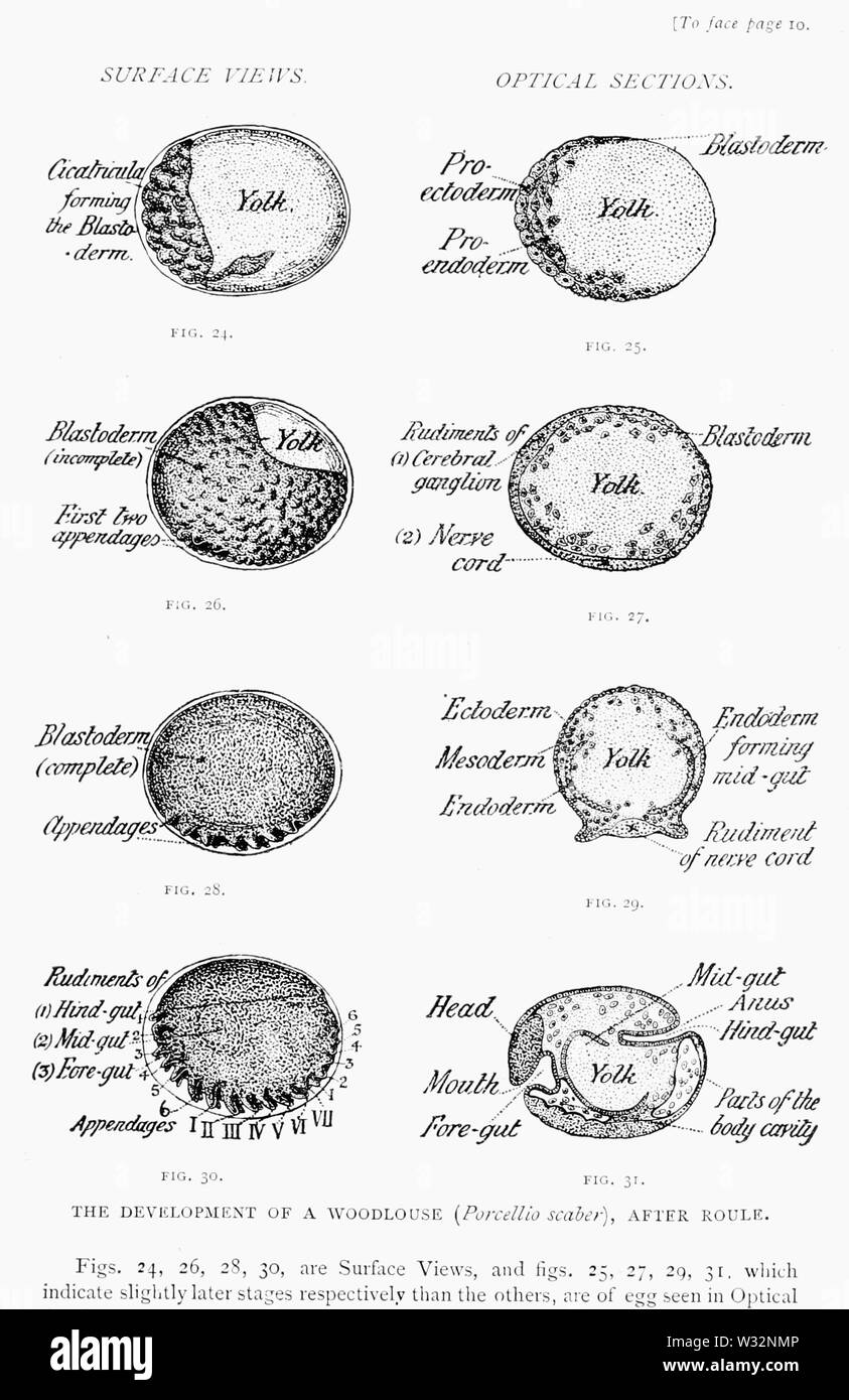 Il British Woodlice 17 Foto Stock