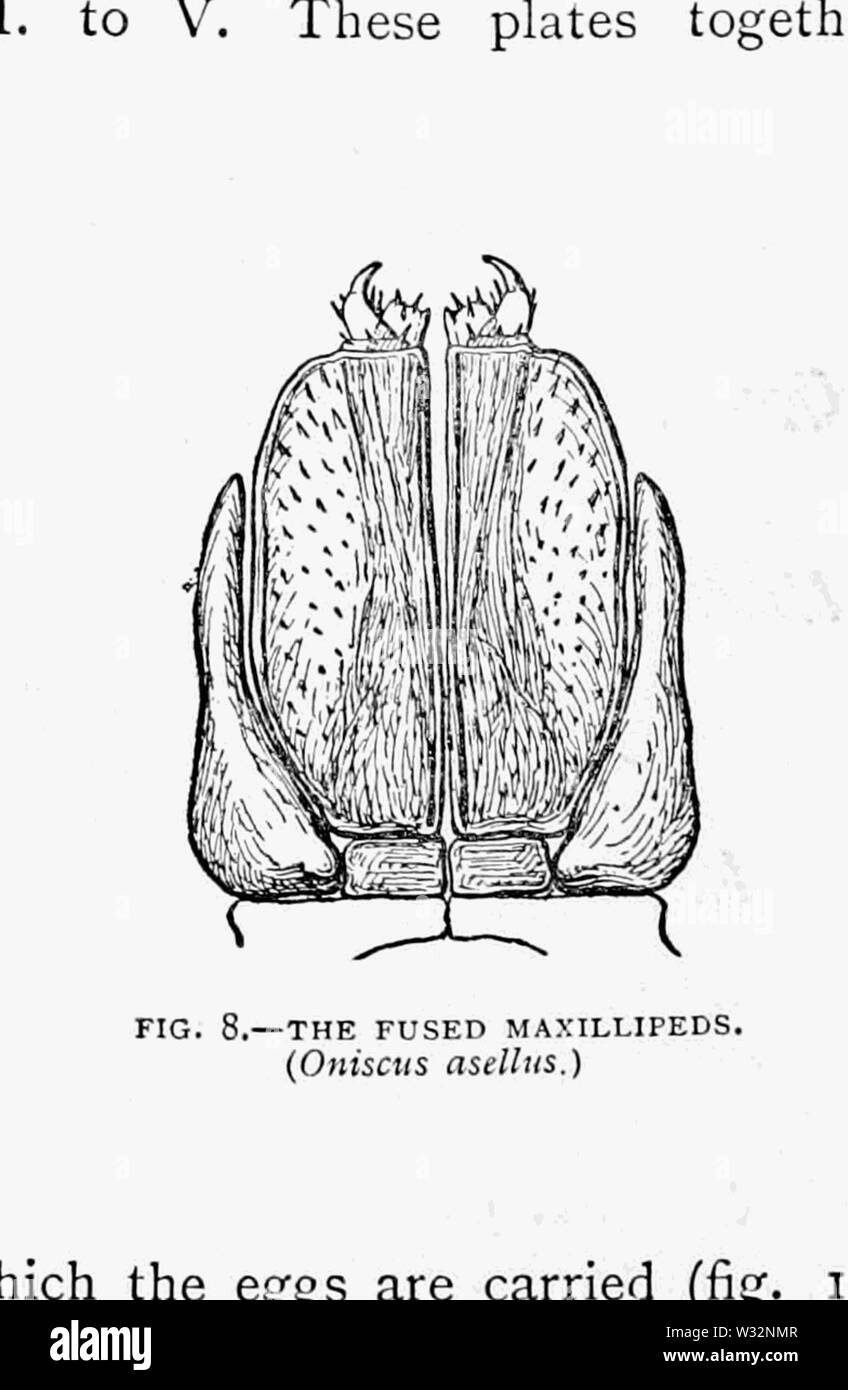 Il British Woodlice 06 Foto Stock