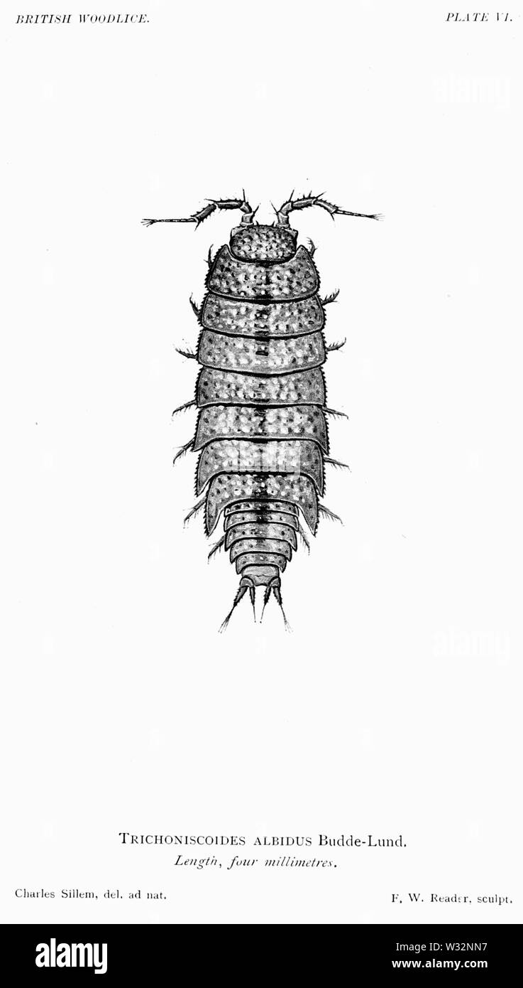 Il British Woodlice 49 Foto Stock