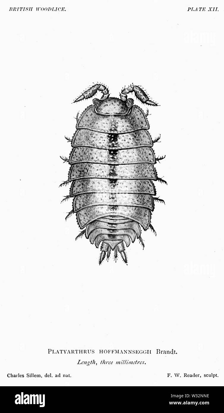 Il British Woodlice 55 Foto Stock