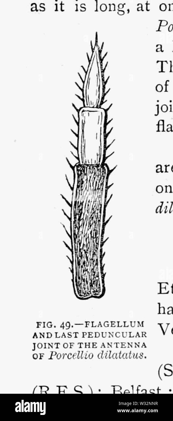 Il British Woodlice 33 Foto Stock