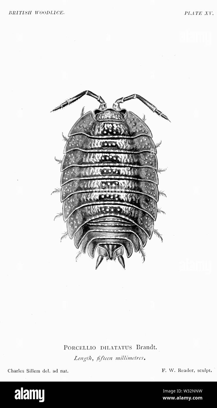 Il British Woodlice 58 Foto Stock
