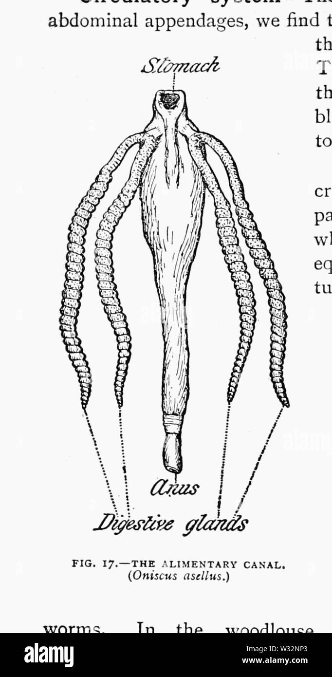 Il British Woodlice 11 Foto Stock