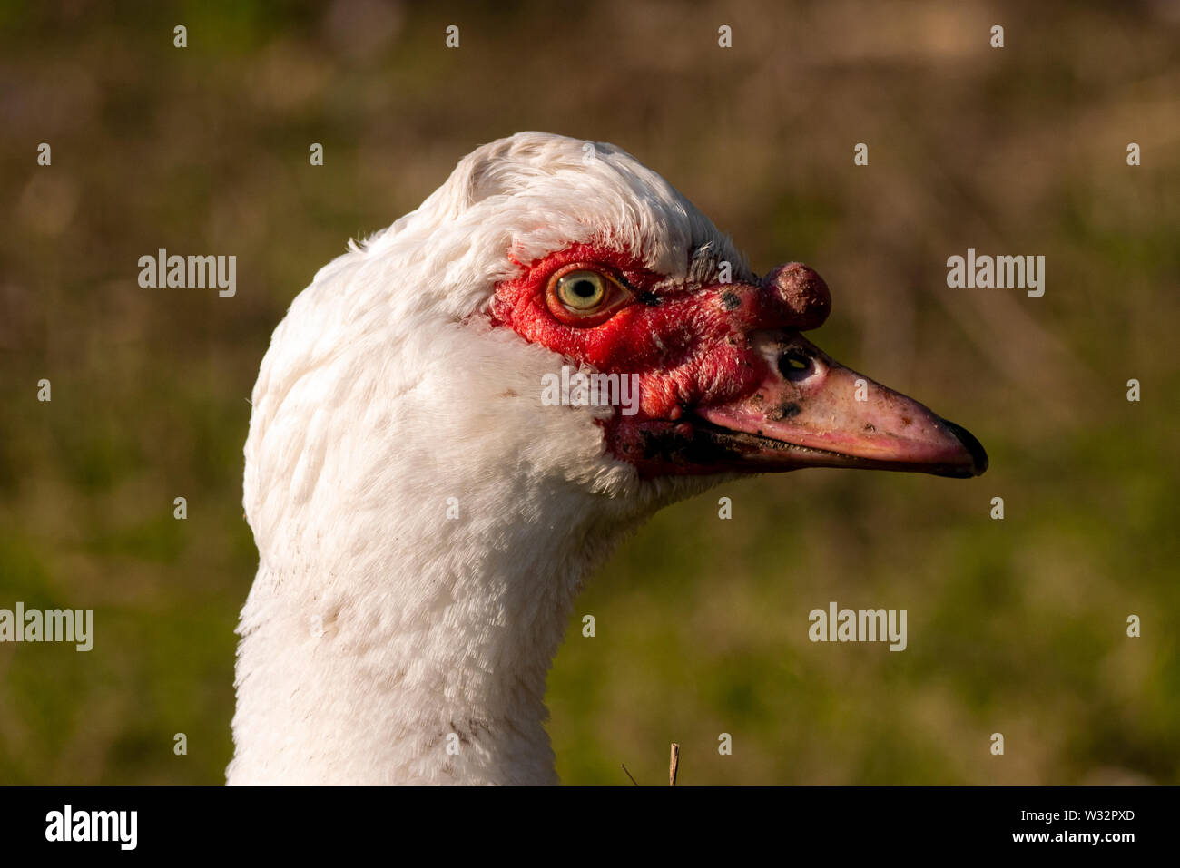 Dettaglio della testa di un anatra creolo. Nome scientifico Cairina moschata momelanotus. Foto Stock