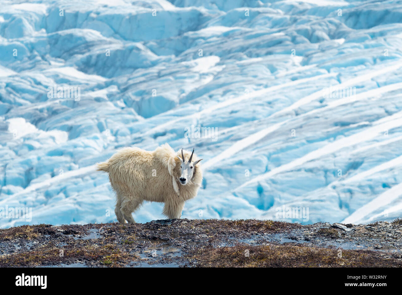 Capre di montagna sopra il ghiacciaio di uscita nel Parco nazionale di Kenai Fjords centromeridionale in Alaska. Foto Stock