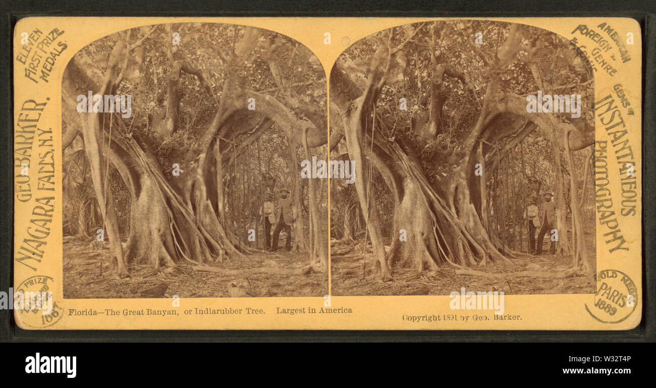 Il grande Banyan o Indiarubber tree più grande in America Florida, da Robert N Dennis raccolta di vista stereoscopica Foto Stock