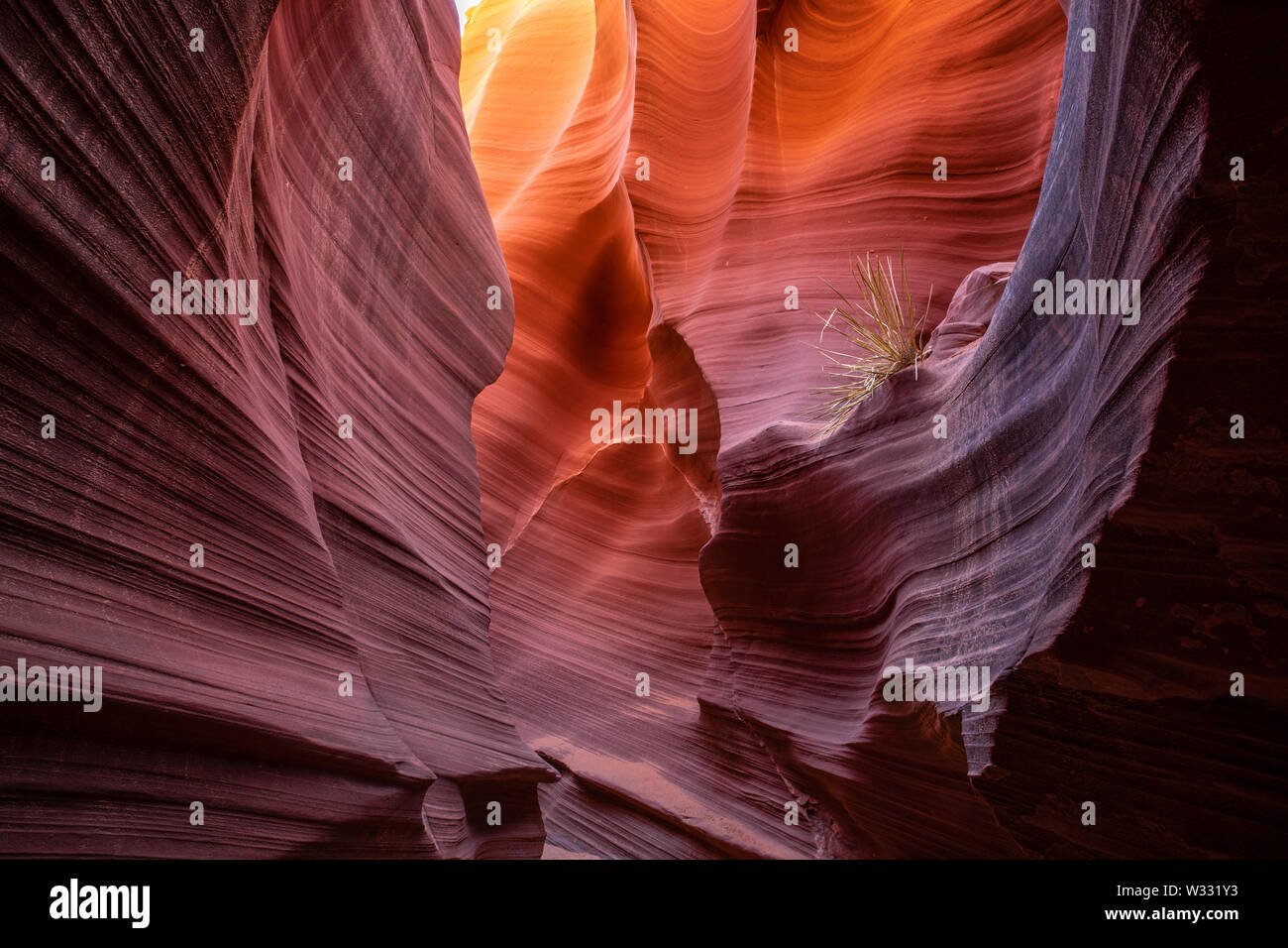 Slot Arizona canyon scenario a Rattlesnake Canyon, Stati Uniti d'America Foto Stock