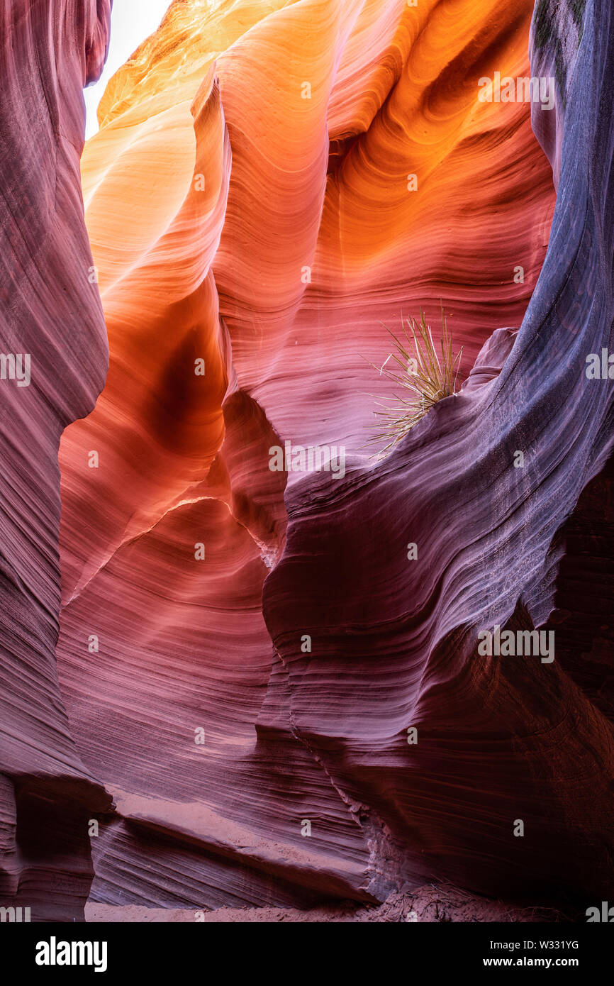Slot Arizona canyon scenario a Rattlesnake Canyon, Stati Uniti d'America Foto Stock