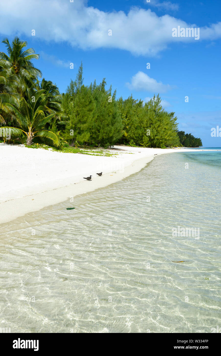 Vista verticale di una spiaggia di sabbia bianca immacolata, Aitutaki, Isole Cook, Polinesia Foto Stock