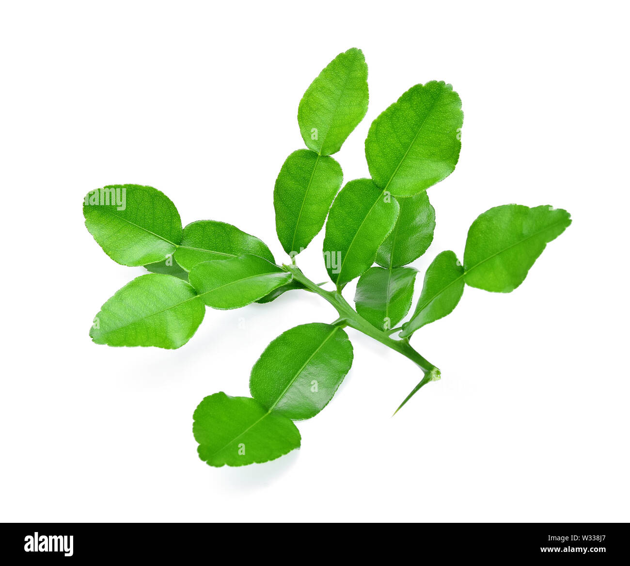 Di combava leaf isolati su sfondo bianco Foto Stock