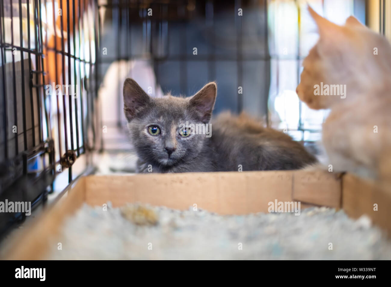 Closeup ritratto di due grigio e zenzero gattini, domestici randagi gatti abbandonati in gabbia rifugio in attesa di adozione dietro le sbarre Foto Stock