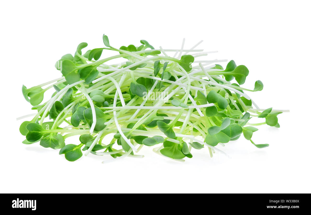 Crescente microgreens su sfondo bianco Foto Stock