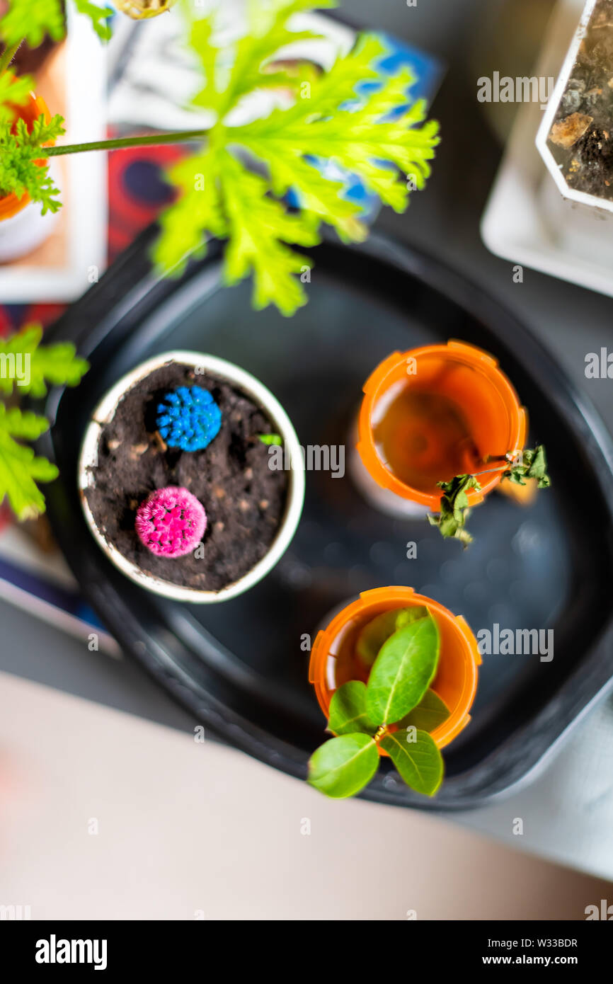 Parte superiore piatta sopra visualizza di colorate blu rosso porpora cactus verde e piante in vaso in vasi e tazze a casa Foto Stock