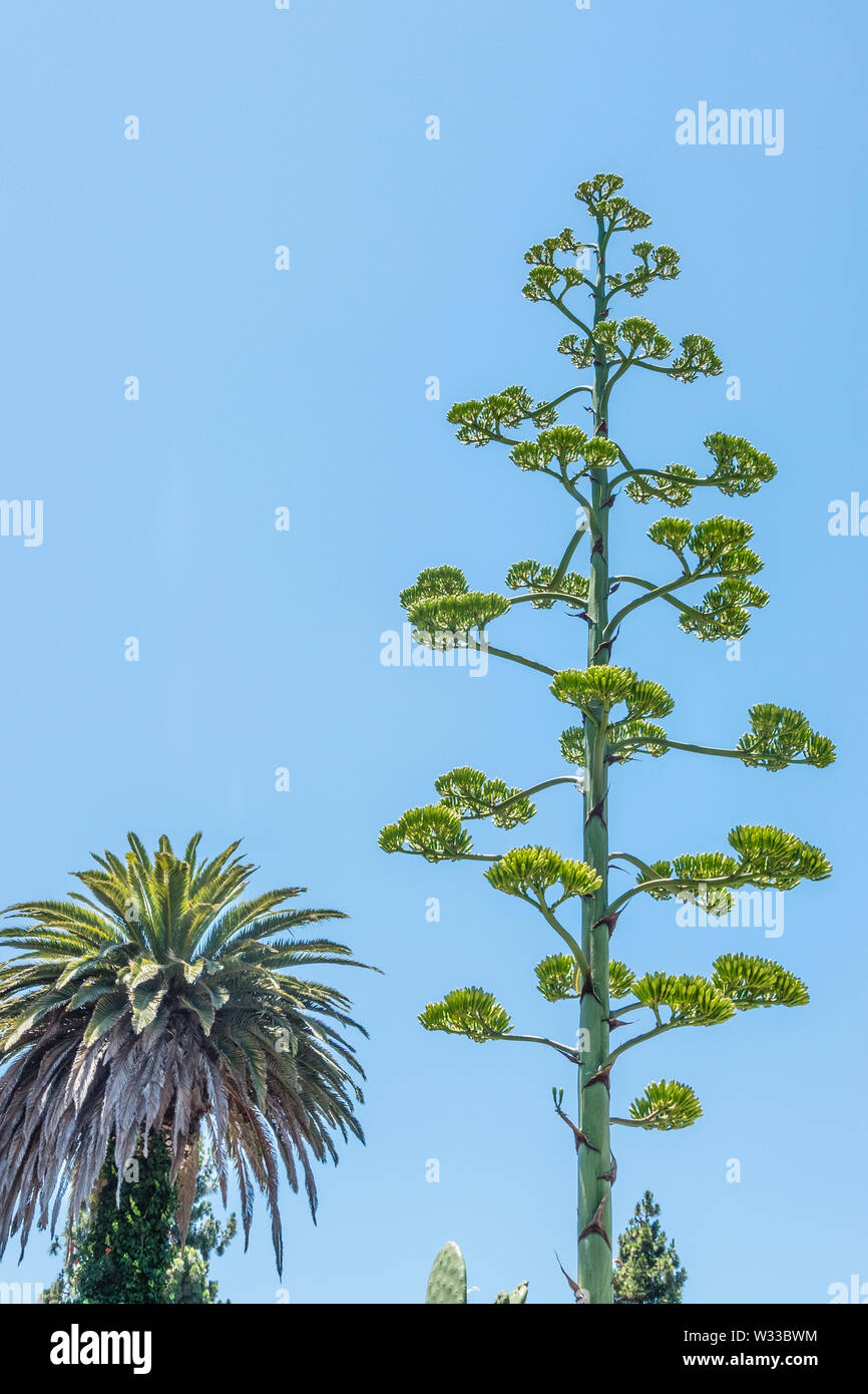 Levetta di fioritura di Agave parryi contro un cielo blu. Foto Stock