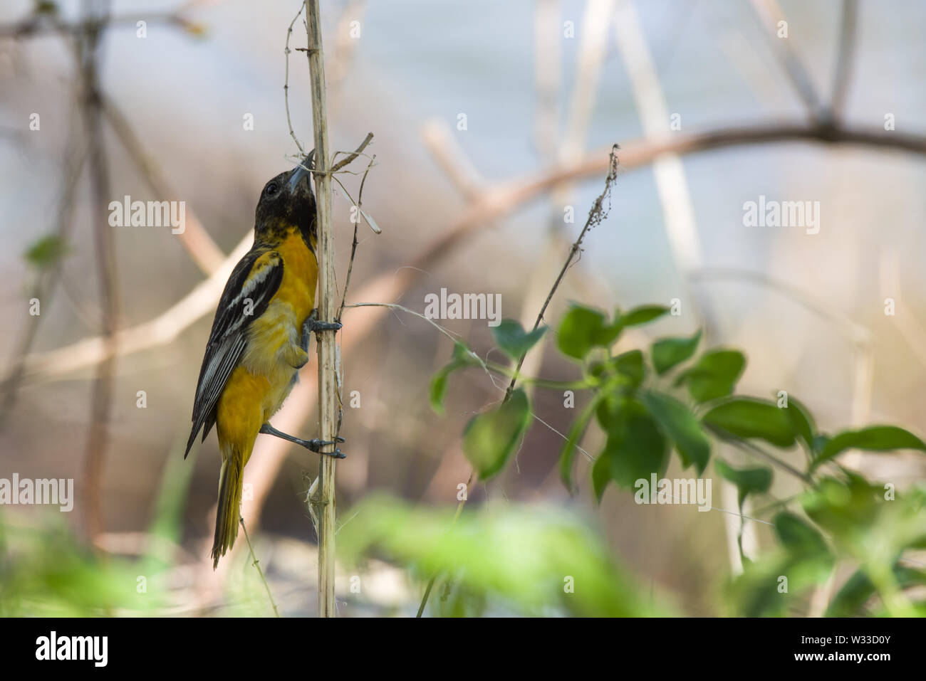 Baltimore Rigogolo (Icterus Galbula) Foto Stock