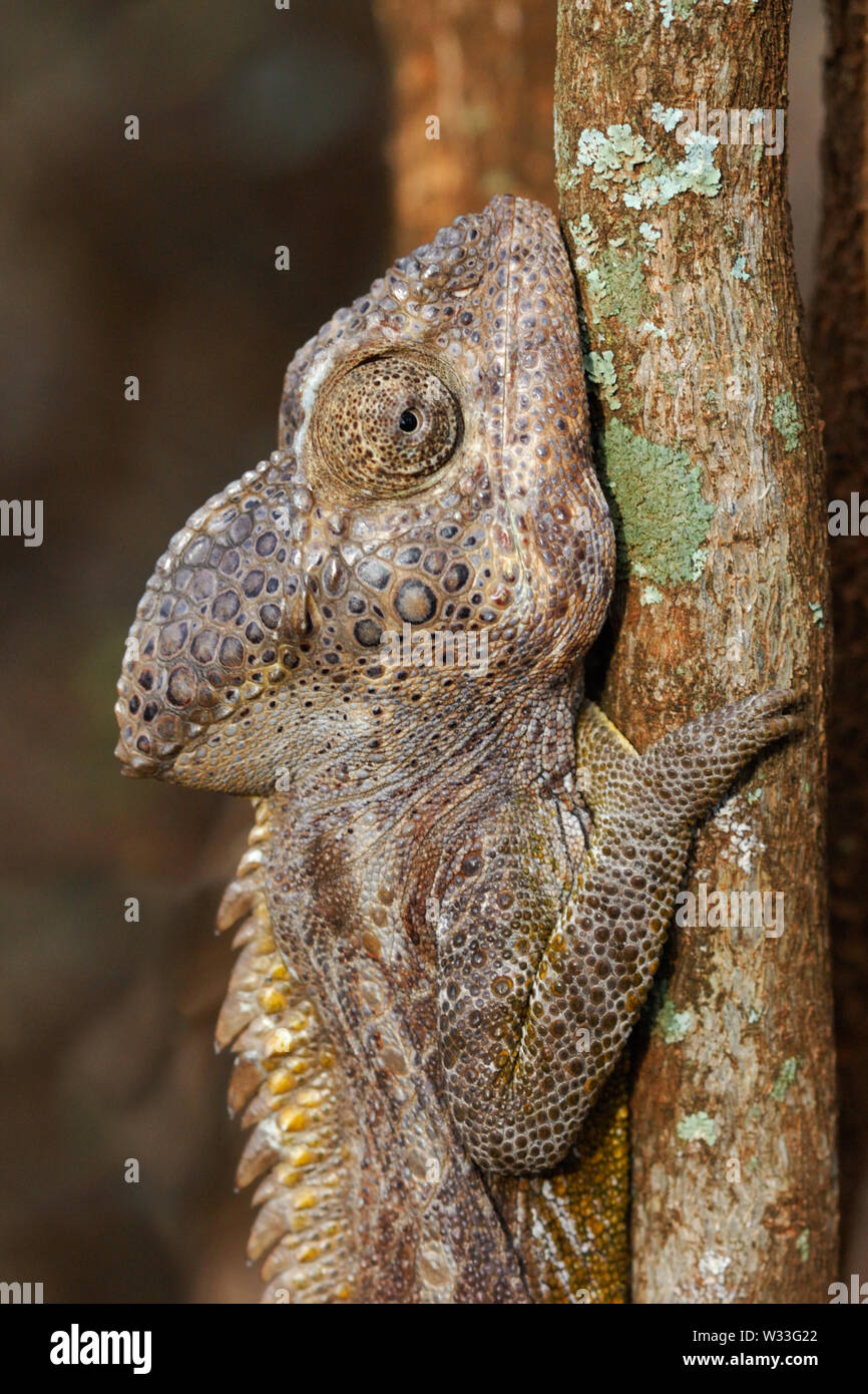 Presenta verrucosa Chameleon (Furcifer verrucosus) in testa la riserva di Berenty, Madagascar meridionale. Foto Stock