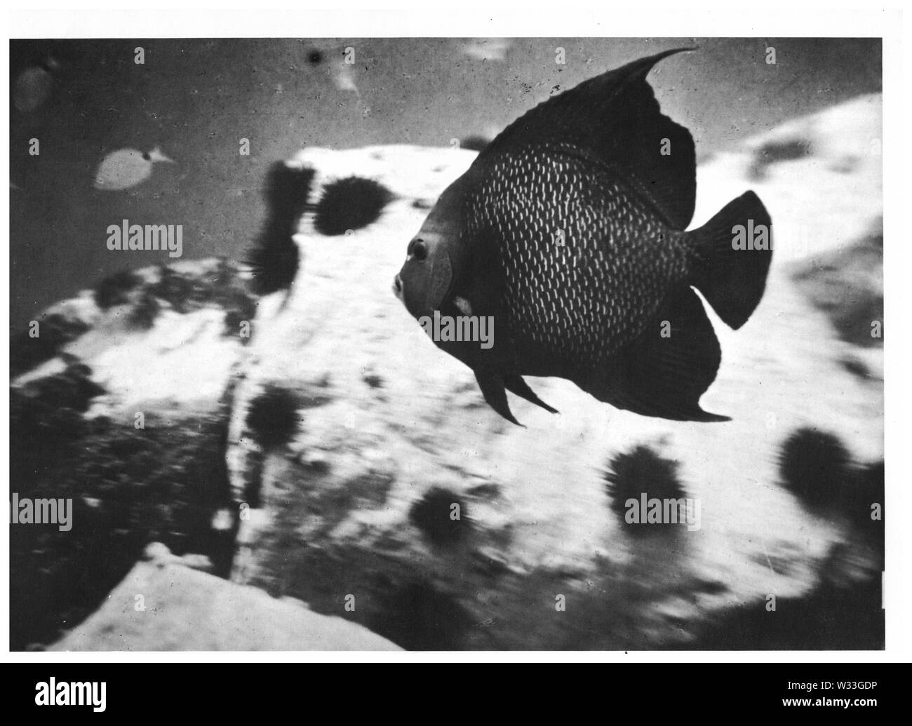 Pesci che nuotano in un acquario, immagine usata da formatori durante i corsi di alfabetizzazione, Lione, Francia Foto Stock