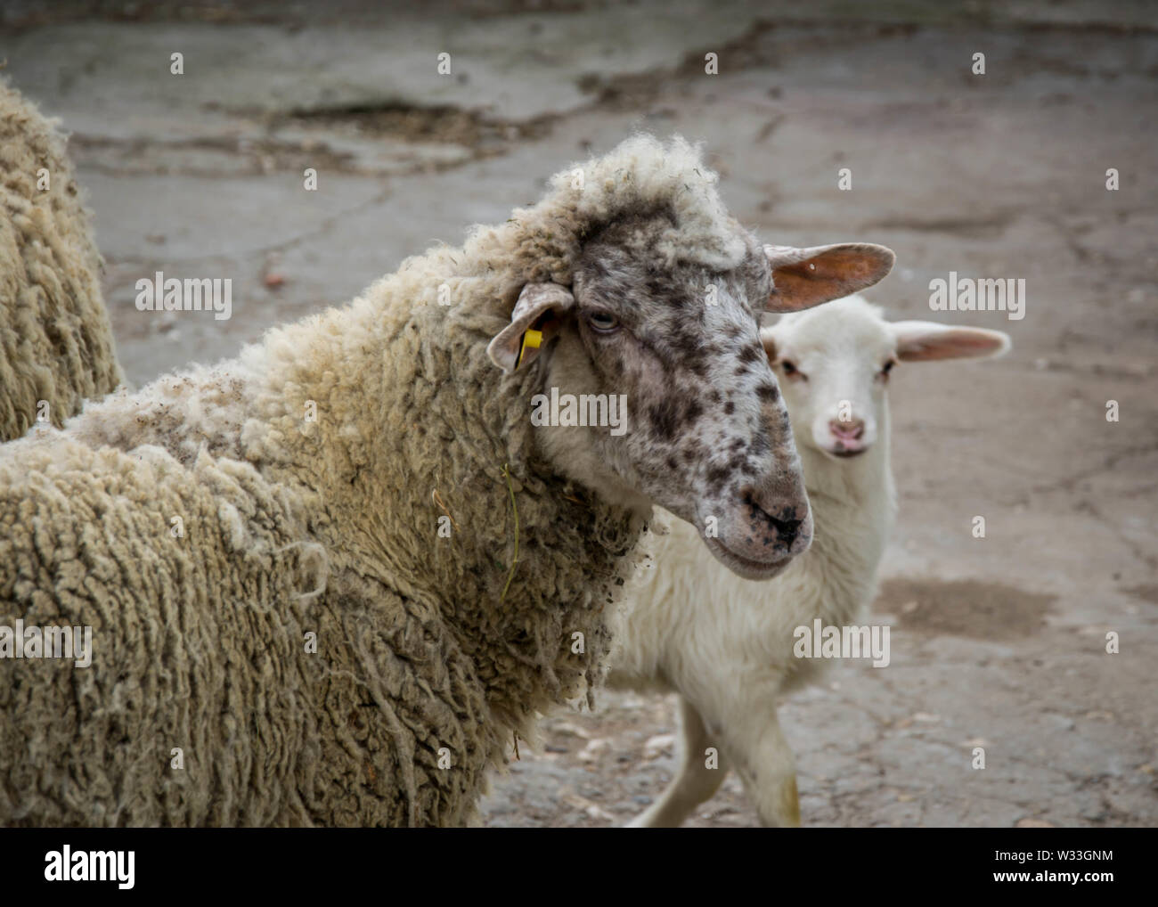 Abbacchio e madre pecore in fattoria, guardando la telecamera. Close up del bestiame di famiglia Foto Stock